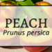 Peach 3 Peach