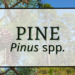 Pine 5 Pine 2