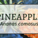 Pineapple 2 Pineapple