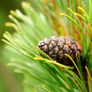 Pine 2 Pinus