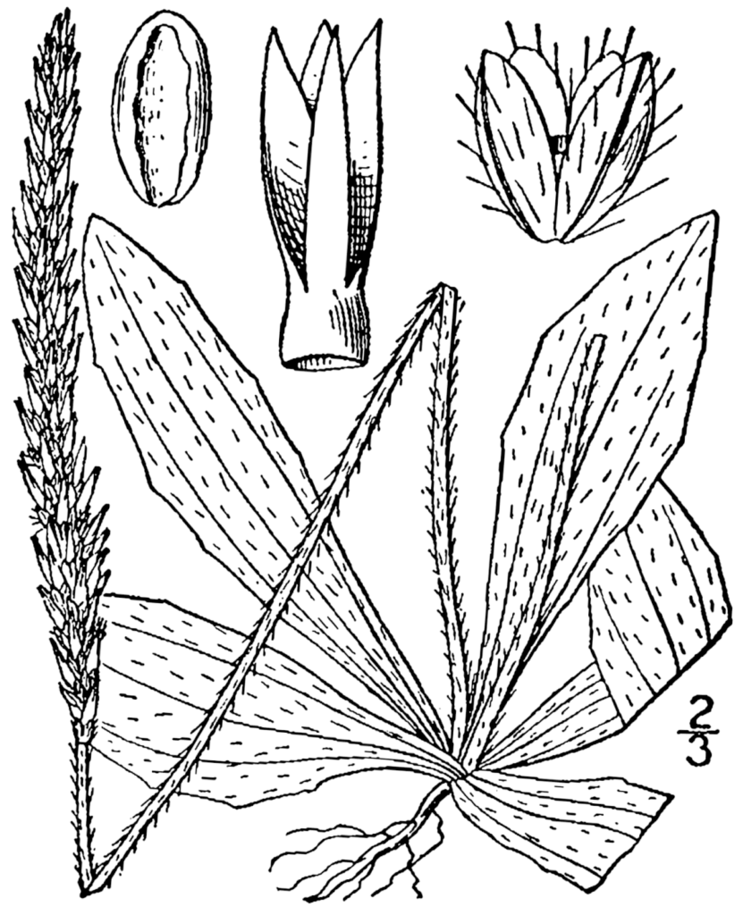 Plantain 4 Plantago virginica BB 1913
