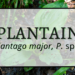Plantain 6 Plantain