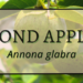 Pond Apple 2 Pond apple 1 1