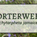 Porterweed 7 Porterweed