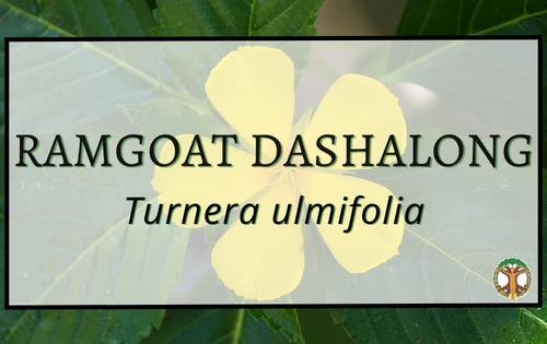 Ramgoat Dashalong