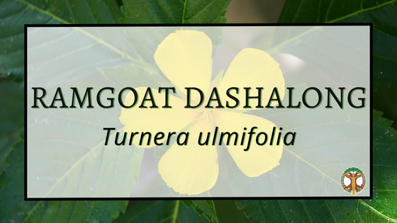 Ramgoat Dashalong 1 Ramgoat Dashalong