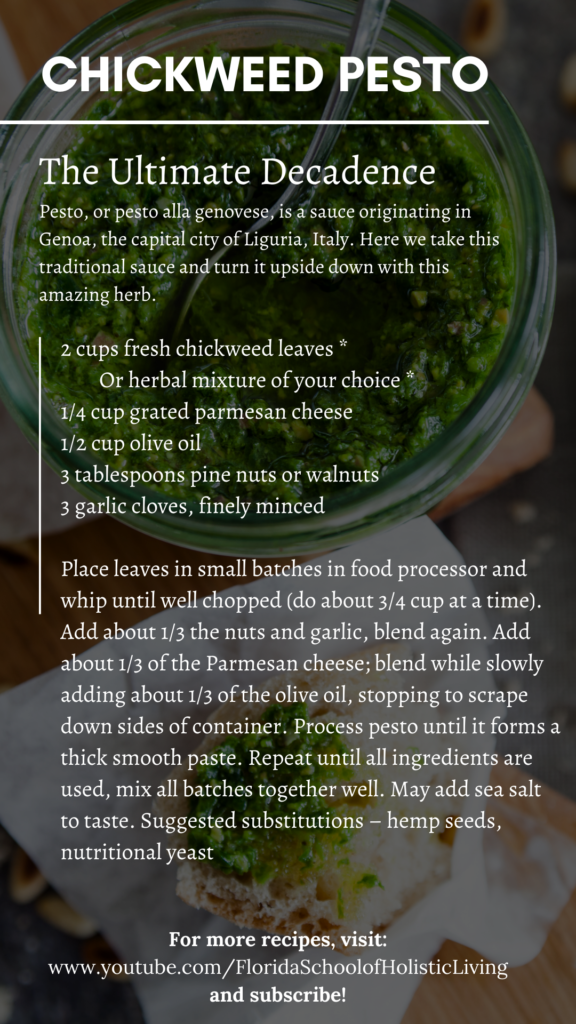 Chickweed Pesto – January 2021, Plant of the month recipe 2 Recipe of POM 2 1