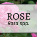 Rose 3 Rose