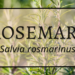 Rosemary 2 Rosemary