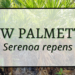 Saw Palmetto 3 Saw palmetto