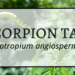 Scorpion Tail 2 Scorpiontail