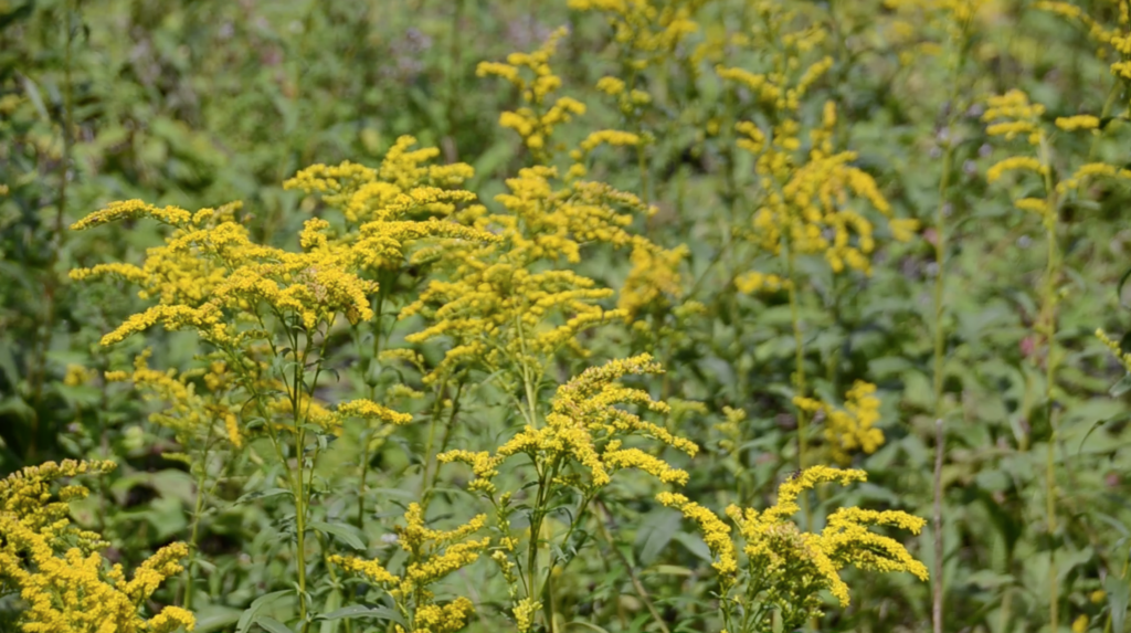 Goldenrod 3 Screen Shot 2020 08 27 at 6.33.25 PM
