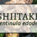 Shiitake 2 Shiitake