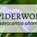 Spiderwort 5 Spiderwort