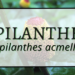 Spilanthes 3 Spilanthes