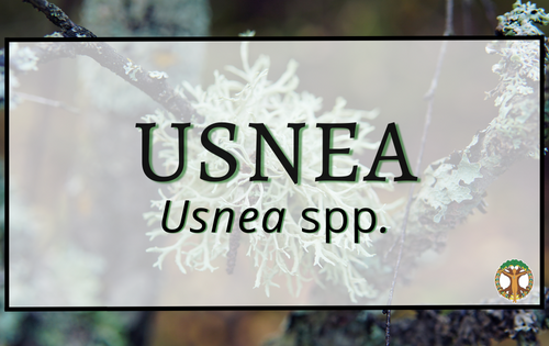 Usnea