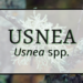 Usnea 7 Usnea