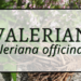Valerian 3 Valerian Cover