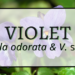 Violet 6 Violet