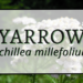 Yarrow 4 Yarrow